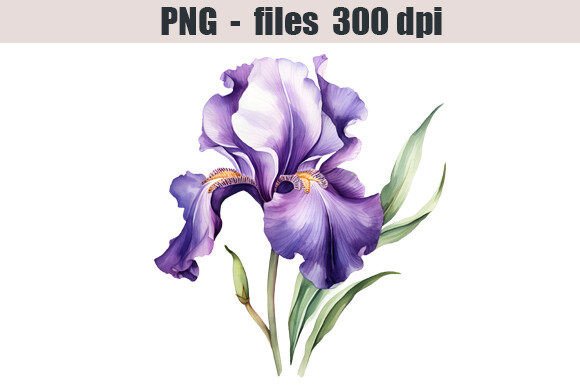 Iris Flower Watercolor Clipart: Illustrations for Branding