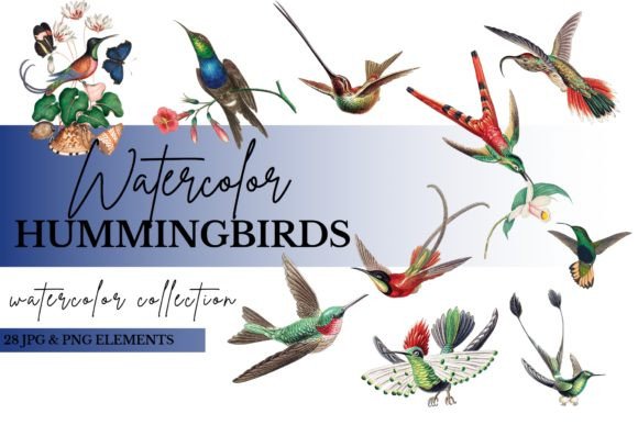 Watercolor Hummingbirds Clip Art PNG JPG Illustrations