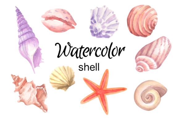 Watercolor Seashell Clip Art: Editorial Illustrations Review