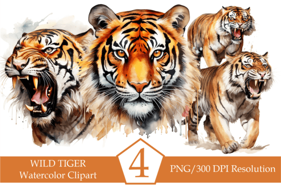 Watercolor Wild Tiger Illustrations for Editorial Design